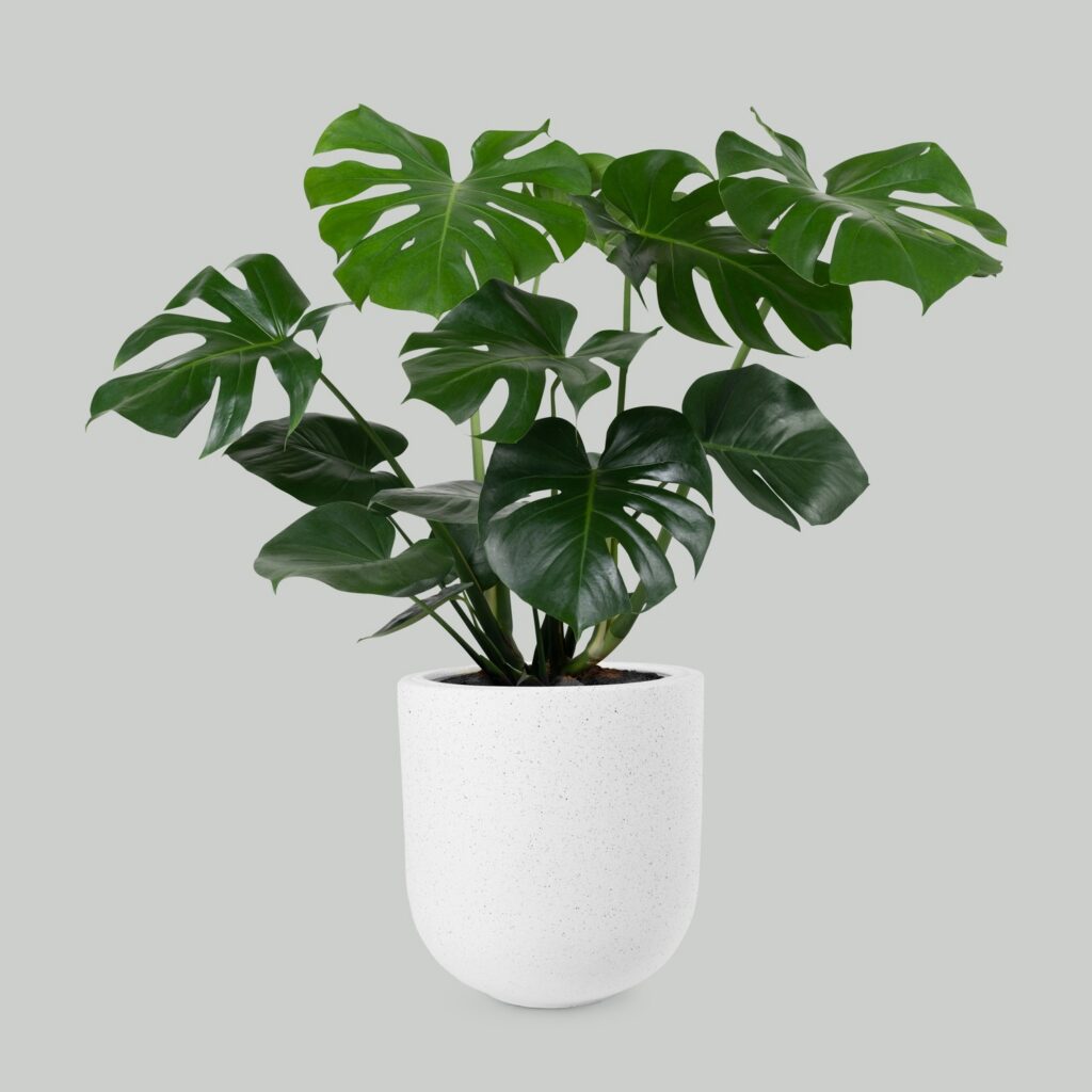 Pot